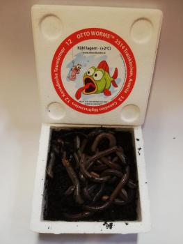 Kanadische Tauwürmer